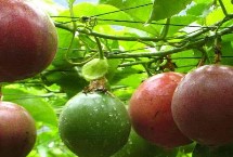 常见的百香果品种介绍，主产地区不一