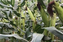 先玉2062玉米栽培技术要点，中抗弯孢菌叶斑病5MR