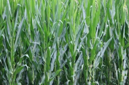 明玉178玉米栽培技术要点，采用种子包衣技术防治地下害虫