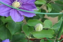 铁线莲怎么过冬，冬天需做好保温工作