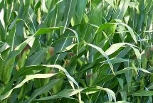 脆甜258玉米栽培技术要点，中抗小斑病