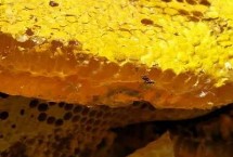 如何判断蜂蜜是否坏了，掺糖蜂蜜黯淡无光或格外绚丽