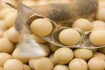 垦豆76大豆栽培技术要点，该品种亚有限结荚习性