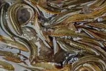 为什么很多人不建议养泥鳅，是鳅科鱼类的统称