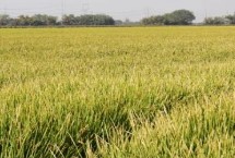 宇两优丝苗水稻栽培技术要点，秧田亩播种量8－10千克