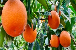 种植柑橘注意事项，通常会在12月到3月份成熟