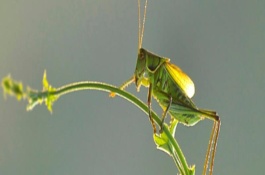 绿蝈蝈的繁殖方法，通常需要2周左右