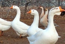 公鹅与母鹅怎么受精，公鹅站姿较直、母鹅站姿稍斜