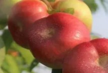 明月油蟠桃几月份成熟，是极早熟品种