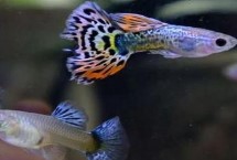 孔雀鱼用自来水行吗，水温、环境或者疾病都有可能