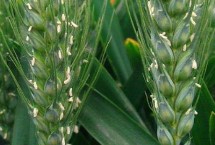 安农15210小麦栽培技术要点，中感/中抗白粉病