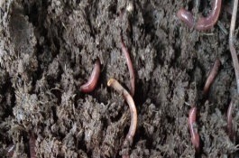 蚯蚓不怕什么光，在0℃以下会被冻死