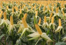 申科爆6号玉米栽培技术要点，与对照沈爆3号生育期相当