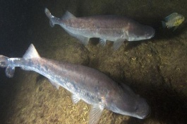 反天刀鱼好养吗，饲养难度较大