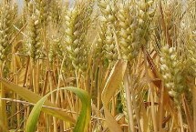 成麦829小麦栽培技术要点，每亩适宜基本苗18～22万