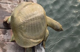 选购甲鱼的六大技巧，翻身后再砍断脖子