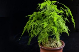 文竹养殖注意事项，需及时保暖