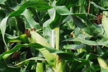 福莱62玉米栽培技术要点，中抗灰斑病