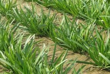 种植韭菜需要注意什么，可条播也可穴播