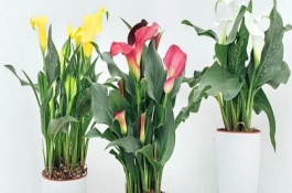 水培马蹄莲要注意什么，可水培或土培生根