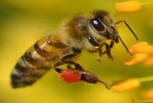 蜂王交尾失败怎么处理，通常不会再进行交尾