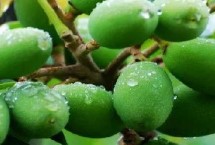 橄榄果种植条件，洗净晾干后装入瓶中、再倒入盐水并密封