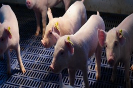 养猪需要注意什么，目前我国在养的生猪品种中有104个