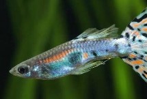 养孔雀鱼多久换一次水，换水量不能太大