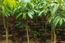 高压苗繁殖，可实生苗嫁接繁殖或高压苗繁殖