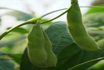 黑农311大豆栽培技术要点，在适应区5月上旬播种