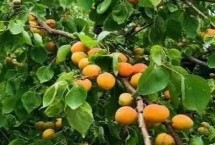 杏树流胶怎么处理，夏天和冬天对果树进行适当的修剪