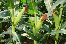 科元玉518玉米栽培技术要点，开展好病虫害防治适时收获