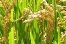 锦城优787水稻栽培技术要点，综合防治病虫害