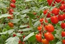 圣女果落花落果的原因，定植后要插架绑蔓