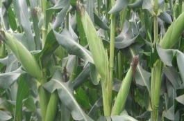 荣育6566玉米栽培技术要点，适宜播期为4月下旬～5月下旬