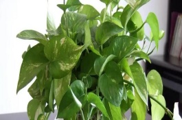 绿萝如何安全过冬，每隔一周浇一次水