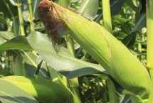 先达921玉米栽培技术要点，中抗茎腐病