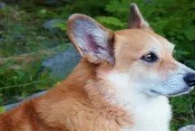 狗细小怎么快速治疗，幼犬更容易被感染