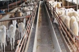 小尾寒羊能断尾巴吗，要确保每只母羊占地面积为2平方米