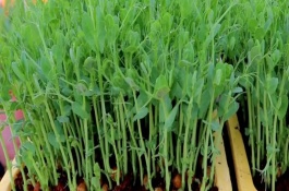 豌豆苗多高掐尖，要种在阳光充足的地方