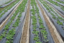 如何选择农膜，黑色地膜可抑制杂草生长