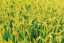 吉粳553水稻栽培技术要点，粳型常规水稻品种