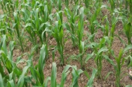 海糯八号玉米栽培技术要点，中抗茎基腐病1-5级