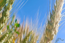 辽春20号小麦栽培技术要点，中抗至中感秆锈病