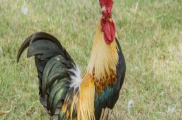 牛的尾巴有多长,可以支撑身体还能控制方向等