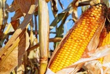 科玉588玉米栽培技术要点，春播平均生育期103.3天