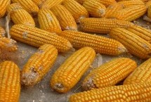 承单813玉米栽培技术要点，承单813玉米种简介