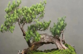 罗汉松春天可以修剪吗，叶片、花期和习性均不同