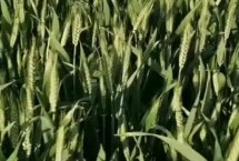 XM1813小麦栽培技术要点，生育期98天