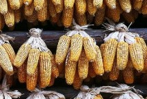 东单816玉米栽培技术要点，每亩适宜密度4500株